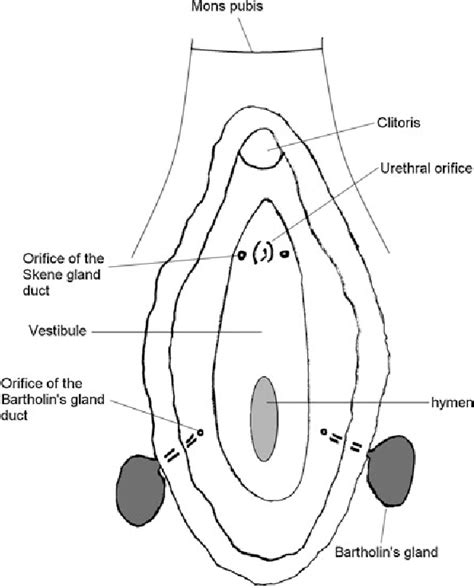 glande skene femme|Skene’s Gland: Function, Location, Secretion & Conditions